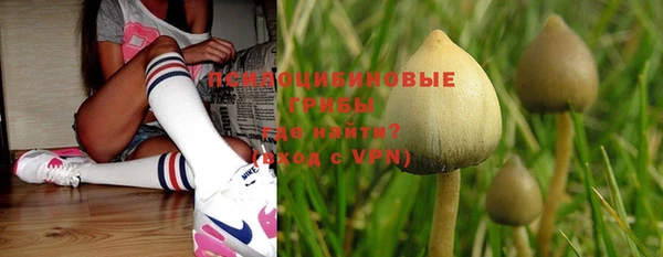 прущие грибы Балабаново